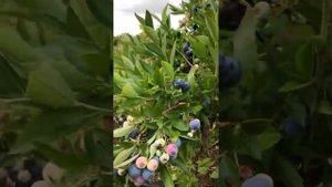 Голубика Дениз Блю в Подмосковье