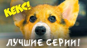 Корги Кекс ЛУЧШИЕ СЕРИИ!! (Хаски Бандит) Говорящая собака