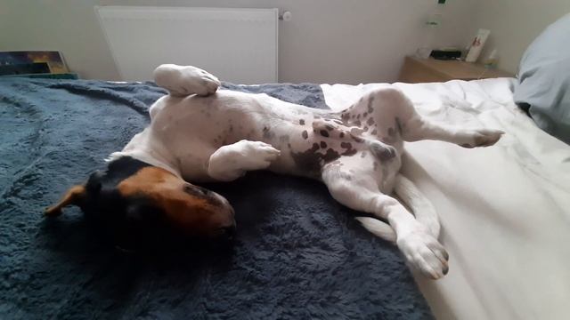 Джек рассел. Сон в любимой позе смотреть онлайн