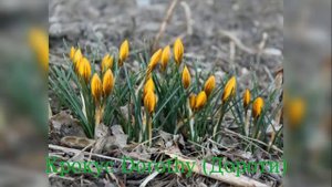 Crocus Dorothy (Крокус Дороти)