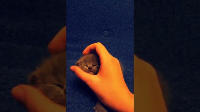 Котята -вислоухие)