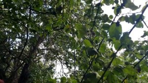 Вопросы по отливкам свинцом.