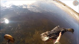 Подготовка подсадных уток к весенней охоте 2019 (Будни охотника и рыбака)