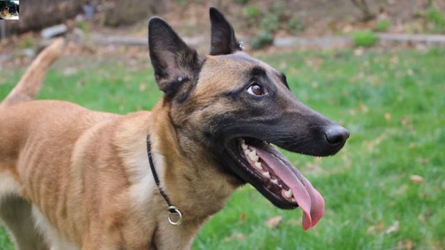 Кто то оставил ОВЧАРКУ на окраине леса! Она ПЛAKAЛA и звала на помощь! смотреть онлайн