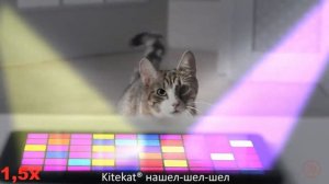 ЭНЕРГИЯ КОТА БОРИСА (KITEKAT) В 4X БЫСТРЕЕ!