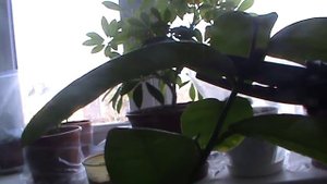 обрезка домашнего лимона №2