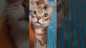 Витаминный апельсиновый #чай Как приготовить чай с апельсином