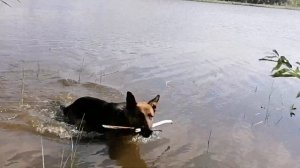 Поездка по окрестностям. Белые лебеди на пруду. Дикая вишня в осиновом Лесу.