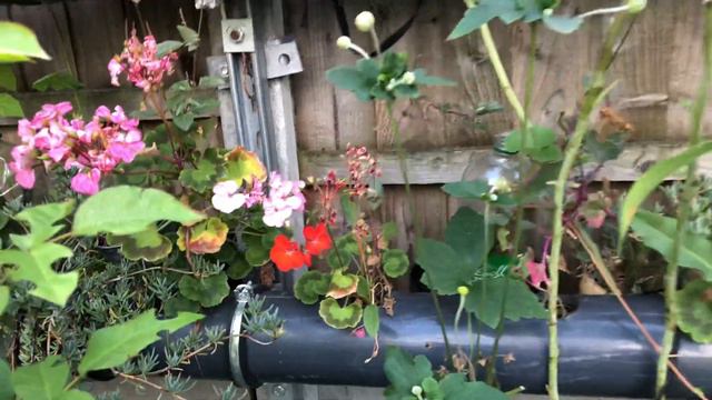How to grow and colect  Geranium seeds Cum cresti Mucate si colectezi seminte de la ele.