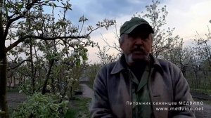 Вредители, болезни и обработки груш: что могу сказать