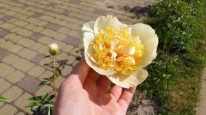 Пион Квитцин. Первое цветение/Peony Quitzin. First bloom