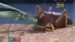 27 Сверчок против богомола