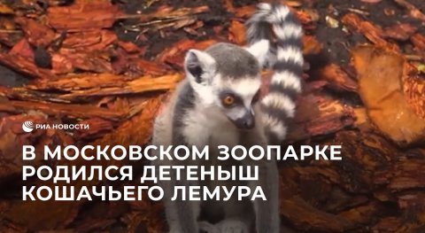 У кошачьих лемуров из Московского зоопарка родилась дочь.