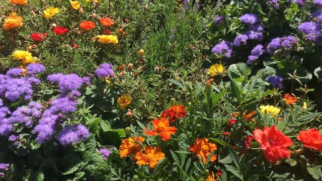 Портулак овощной // обзор сортов . смотреть онлайн