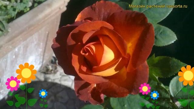 Роза чайно-гибридная Кофе Брейк. Краткий обзор, описание характеристик Coffee Break смотреть онлайн