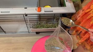 Кролик минилоп Аннабель