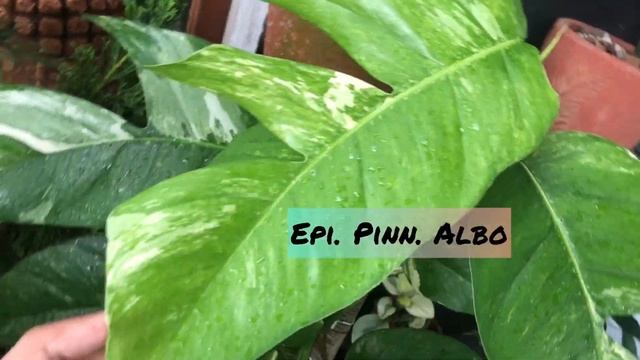 Epipremnum pinnatum: Green, Mint, Albo, Aurea, Aure “yellow flame”