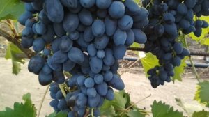 Виноград - Магический синий, Надежда АЗОС  и Ришелье.