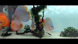 Дискусы это сложно или просто?