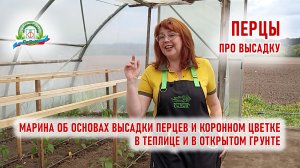 Высадили огромную коллекцию сладких перцев!