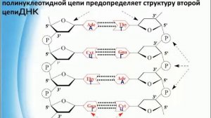 Нуклеиновые кислоты - ДНК и РНК. особенности строения и биологическая роль нуклеиновых кислот