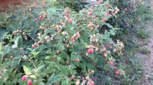 Малина Malling Juno в период плодоношения.Д.П. «Батькив сад»