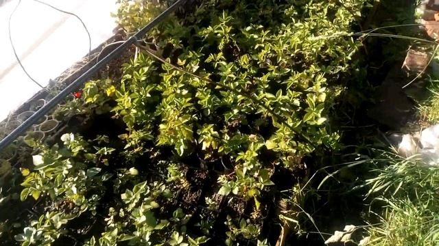 Жить и не тужить. Как поливать и не тратить на это время. смотреть онлайн