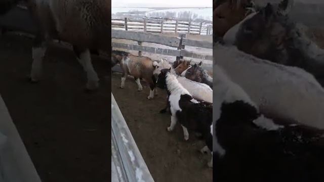 Забайкальская кучерявая. 2020 г. Жеребята в расколе. 5 смотреть онлайн