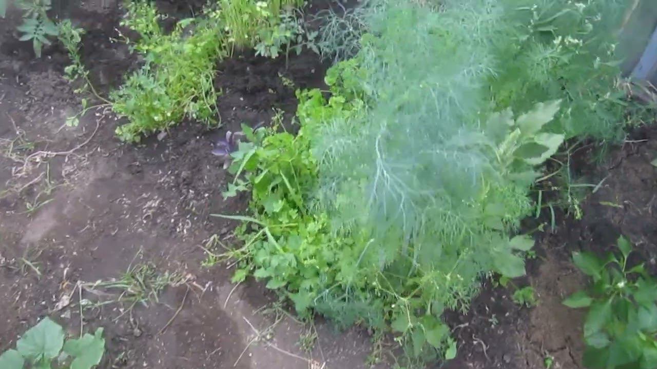 ОГОРОД В СИБИРИ. ЧТО ПОСАДИЛИ. ЧТО ВЫРОСЛО В ИЮНЕ. смотреть онлайн