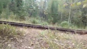 "Развёл карася" Из аквариума в лесное озеро. Выживет?