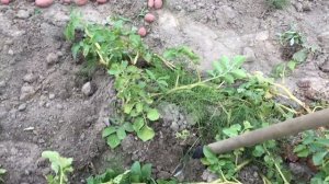 Картофель Шарвари Пирошка