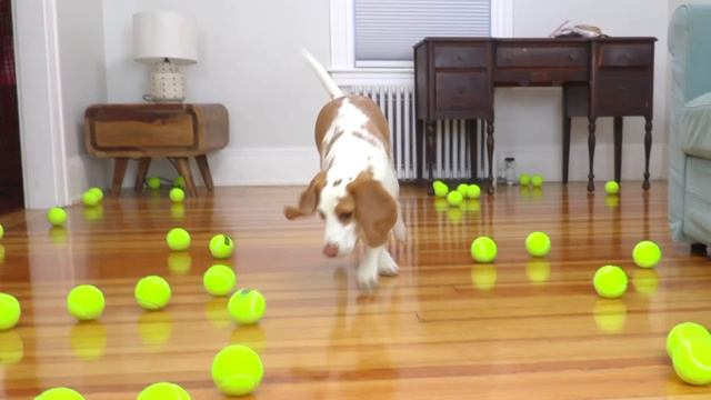 Puppy Gets Giant Tennis Ball Surprise: Cute Puppy Dog Indie Gets Epic Ball Pit w/Tennis Balls! смотреть онлайн