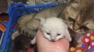 Кошка родила котят / Котята открывают глаза