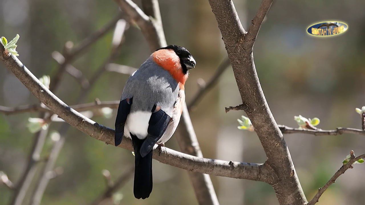 За окном снегири  Outside the window bullfinches