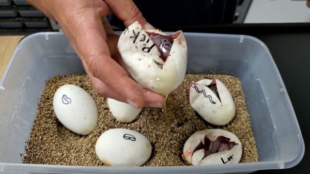 Ball Python Clutch #5 Update And Cutting Clutch #7
