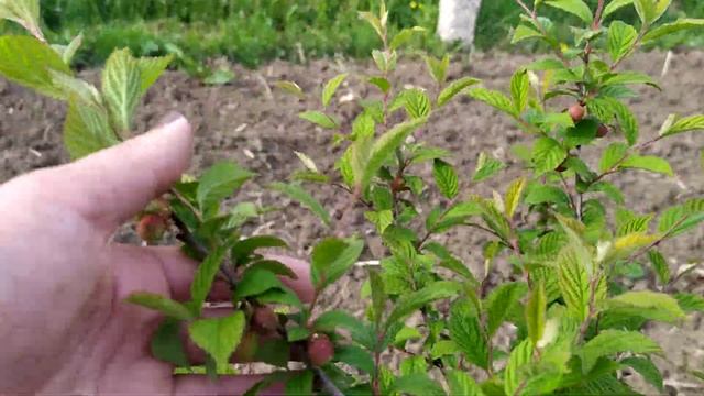 Войлочная вишня лучшая вишня в саду 2020