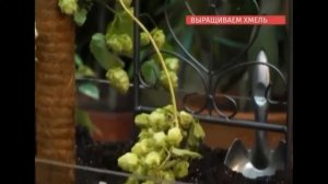 Выращиваем хмель