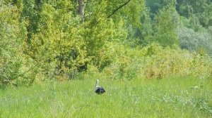 Аист у дороги.mov