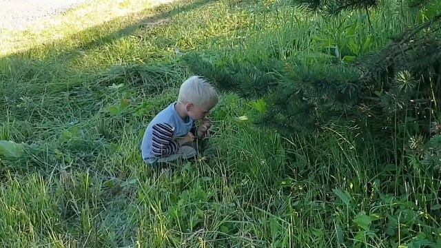 Наши ягодки/Малина/Ежевика/Смородина черная/Смородина красная/Жимолость/Крыжовник смотреть онлайн