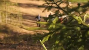 База отдыха "Лесная Рапсодия", Ленинградская область