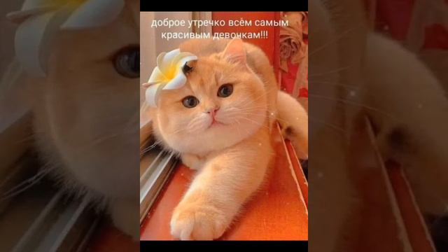 картинки и фото милых животных ❤