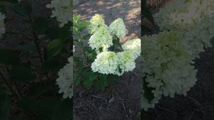 Метельчатая гортензия Меджикал Кендалл. Восточный Крым.