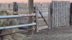 Откорм бычков Калмыцкой породы 2022г Калмыкия КФХ «Ойрат»