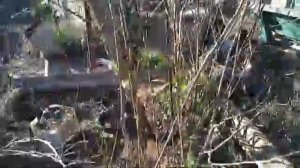 Голубика 10 лет в ведре