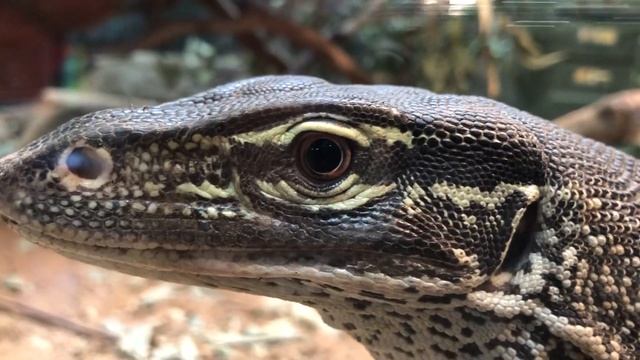 Monitor Lizard 2: Electric Boogaloo смотреть онлайн