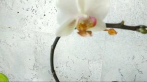 РЕАНИМАЦИЯ ОРХИДЕИ за 5 дней!!! / ОРХИДЕЯ ЗАСОХЛА / Что делать? Восстановление тургора листьев