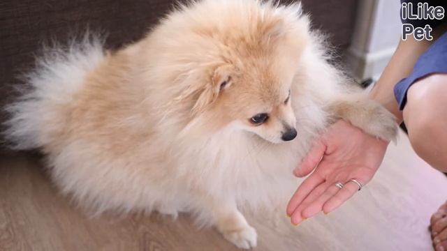 Как ухаживать за шпицем?