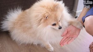 Как ухаживать за шпицем?