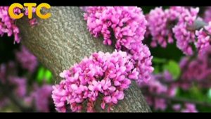 Чай и Кофе. Лапачо. Выпуск 14.