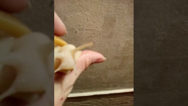 Улитка Ахатина половое созревание у Джонни смотреть онлайн